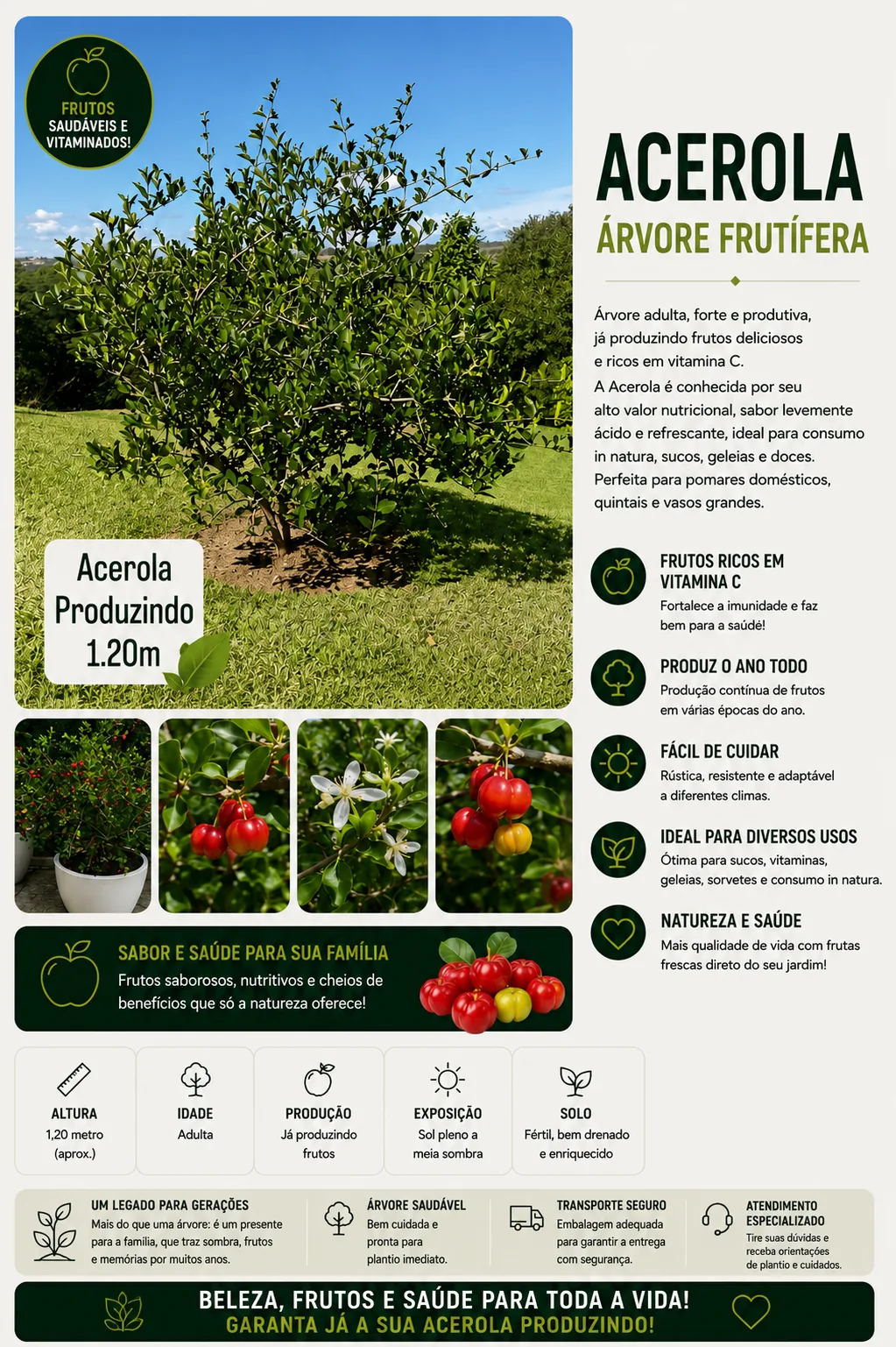 Acerola Produzindo