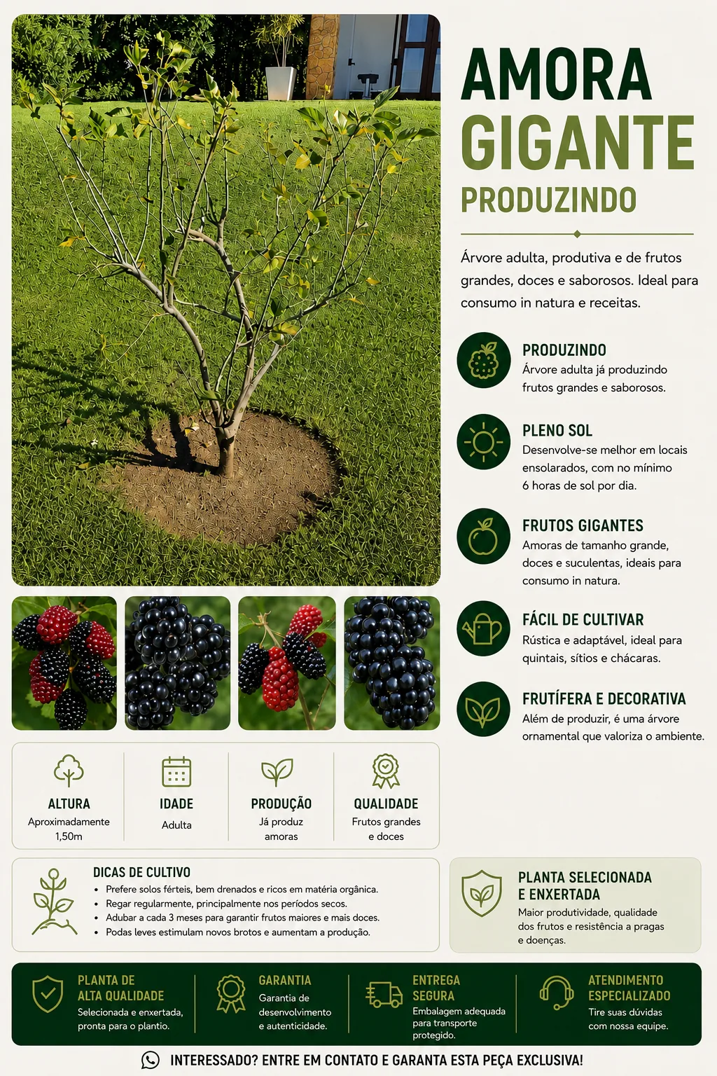Amora Gigante Produzindo