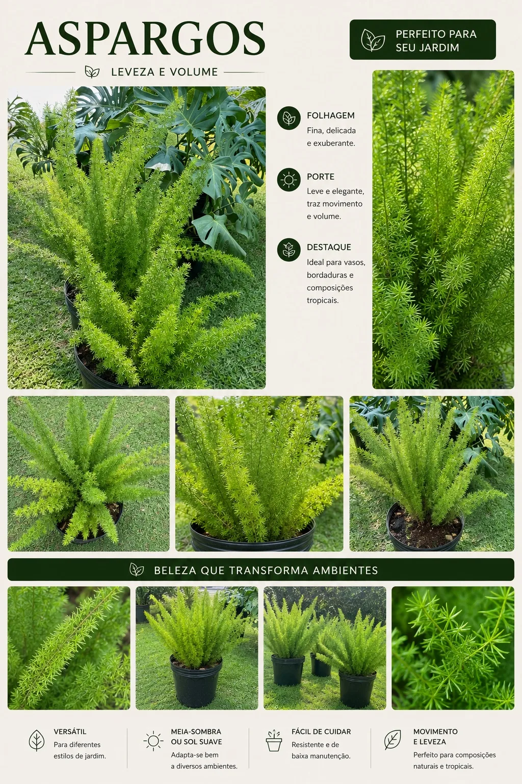 Aspargos