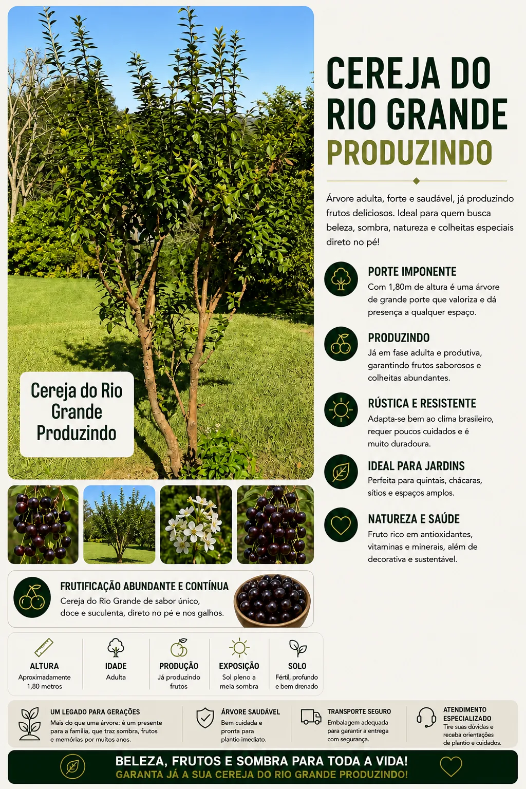 Cereja do Rio Grande Produzindo