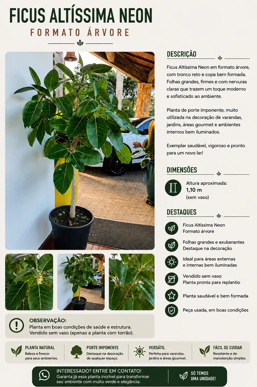 Ficus Altíssima Neon — Formato Árvore