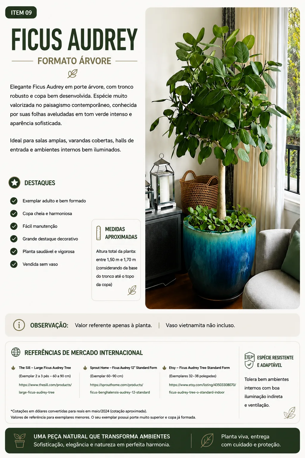 Ficus Audrey — Formato Árvore