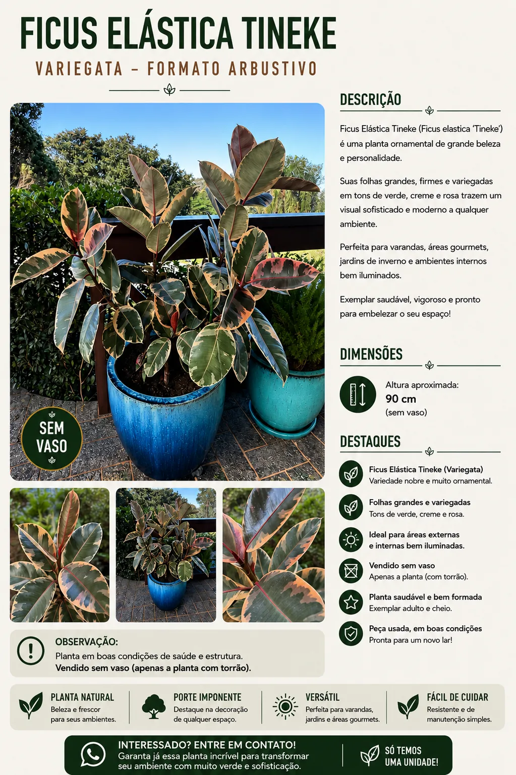Ficus Elástica Tineke — Variegata
