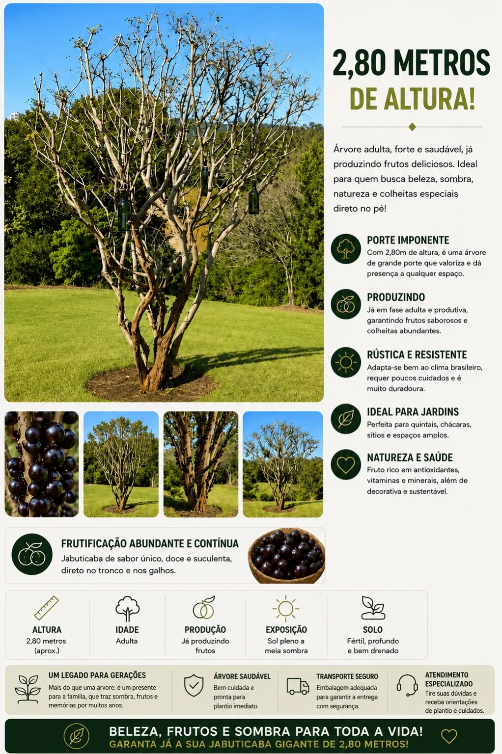Jabuticaba 2,80 m