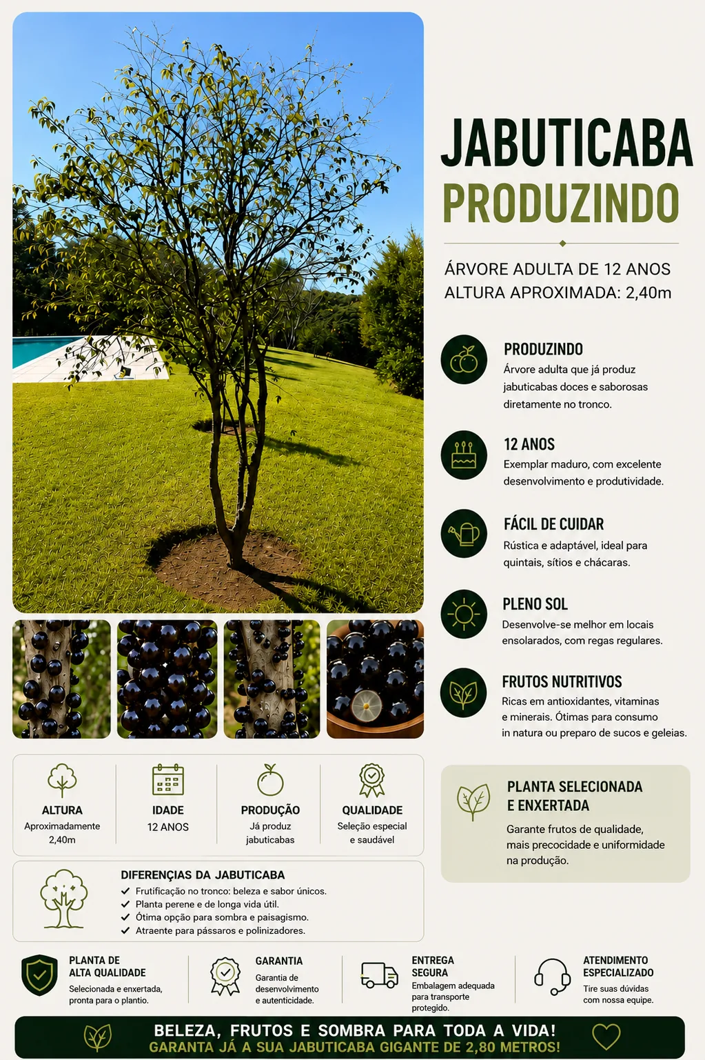 Jabuticaba Produzindo