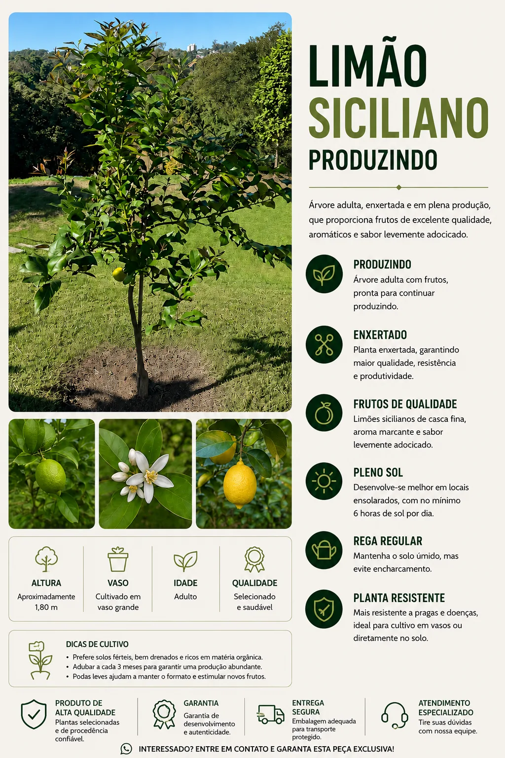 Limão Siciliano Produzindo