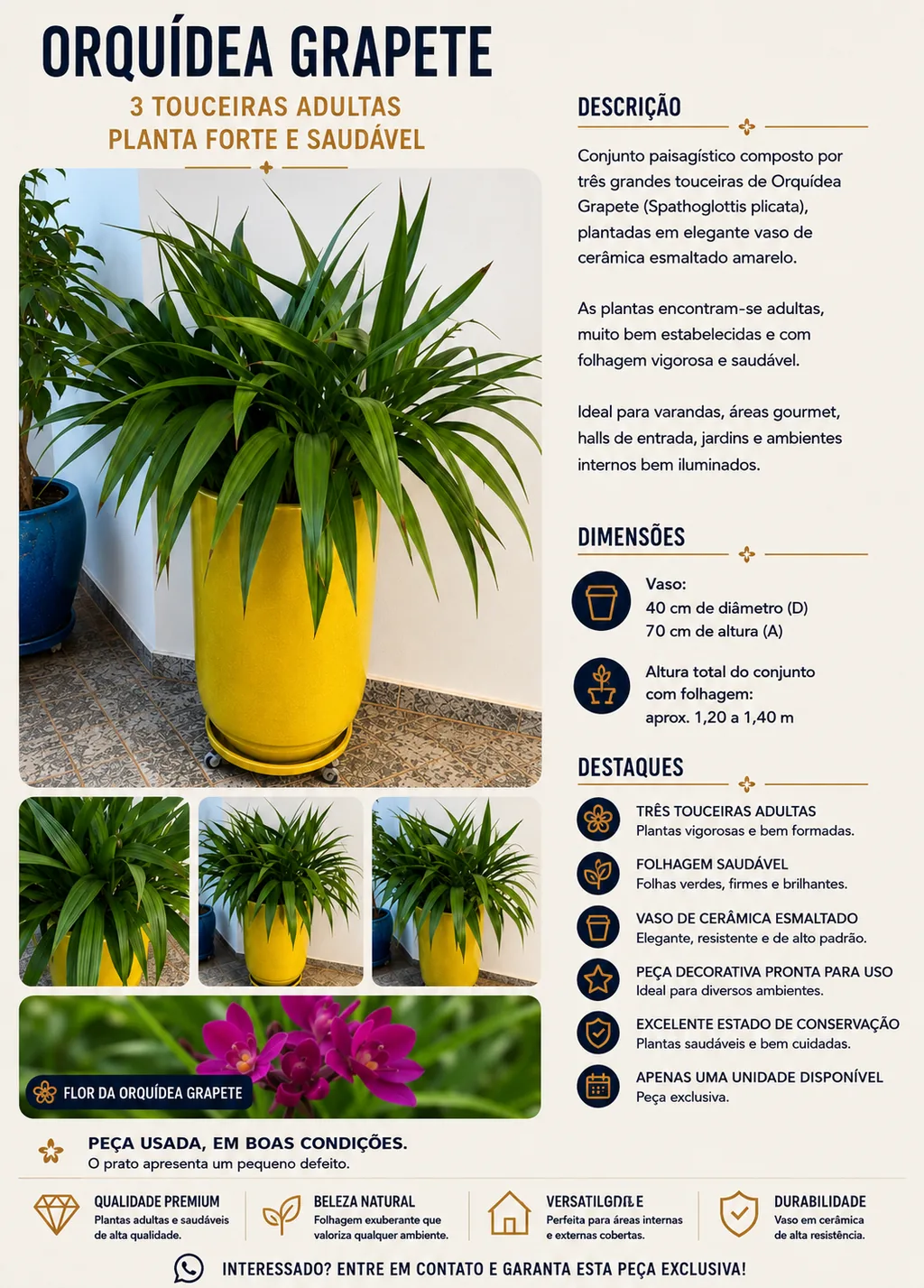 Orquídea Grapete em Vaso de Cerâmica