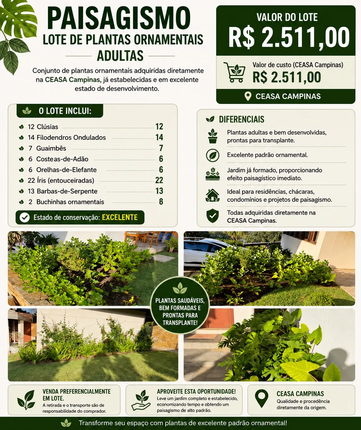 Plantas Ornamentais (Costela Adão, Guaimbe, Orelha Elefante...) LOTE