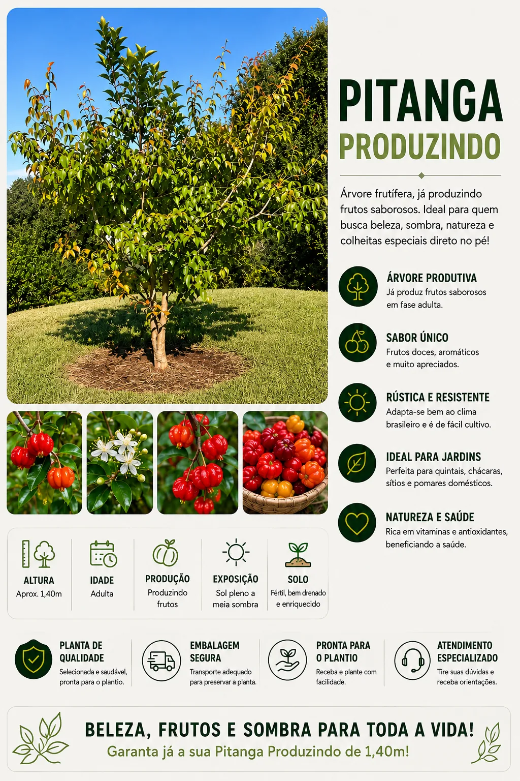 Pitanga Produzindo