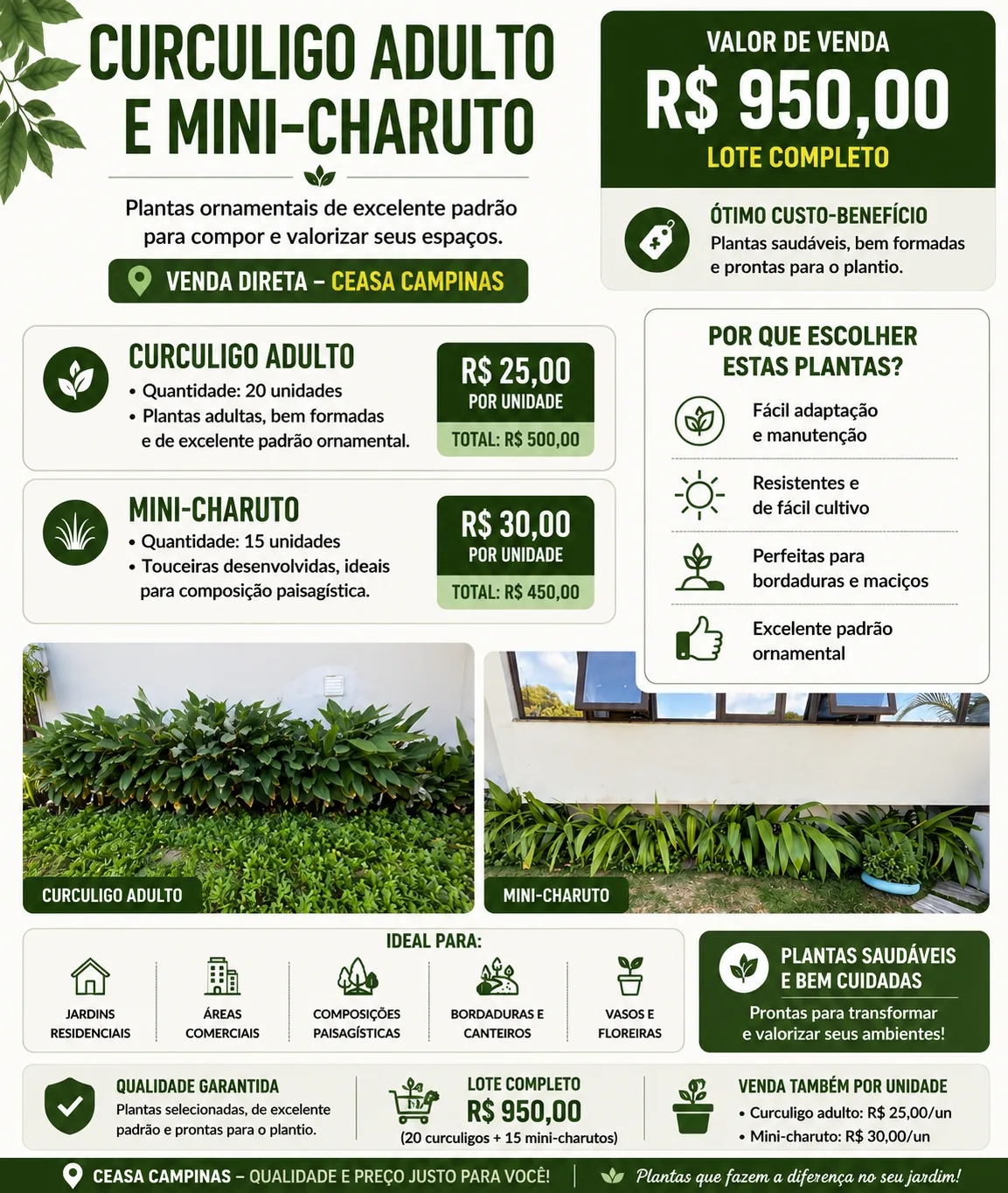 Plantas Ornamentais (Curculigo e Mini-Charuto) LOTE
